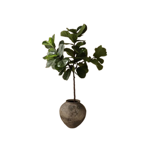 Botané Fiddle Leaf Fig Stems Green